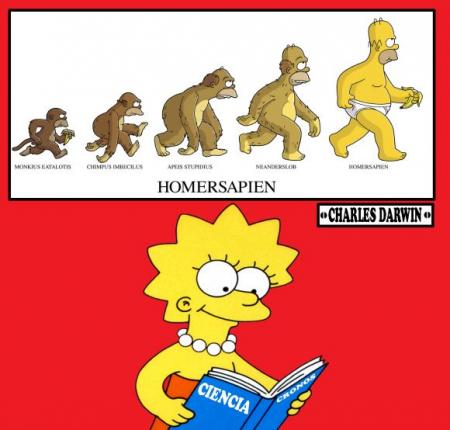 l'évolution Homer